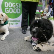 At Crufts