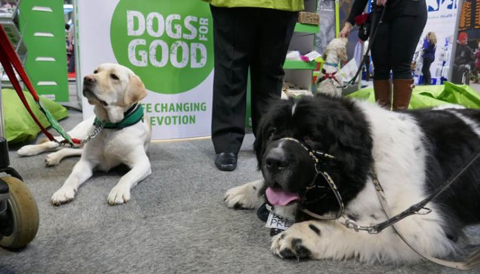 At Crufts