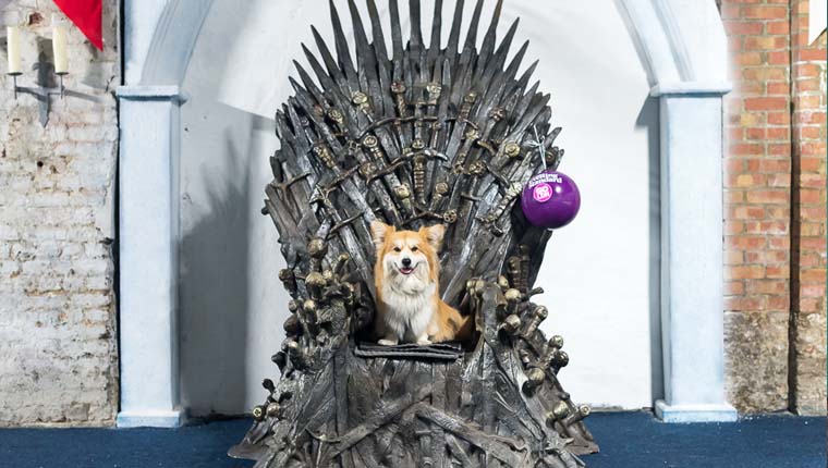 Marcel Le Corgi 2018