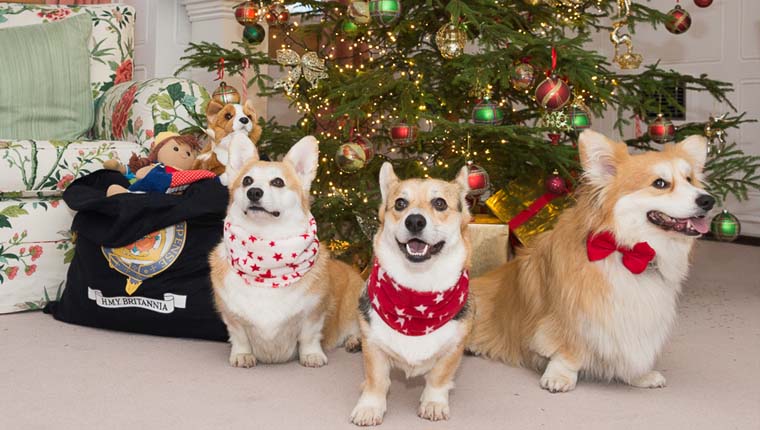 Marcel Le Corgi