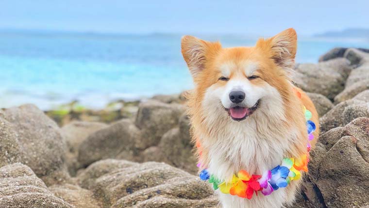 Marcel le corgi