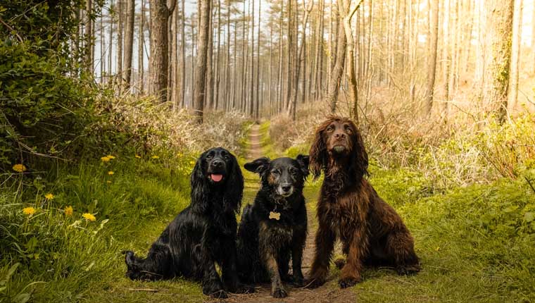 Steph and the Spaniels