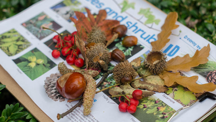 Catherine Hughes conkers