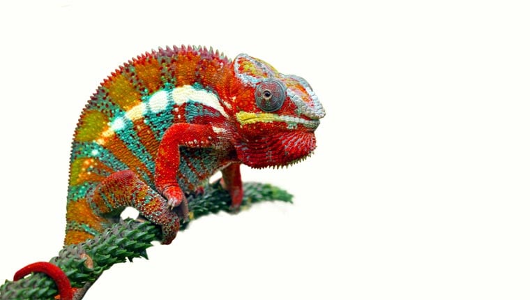 The right blend: how ‘chameleon’ brands do it | Vuelio