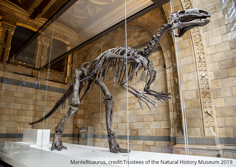 NHM Mantellisaurus