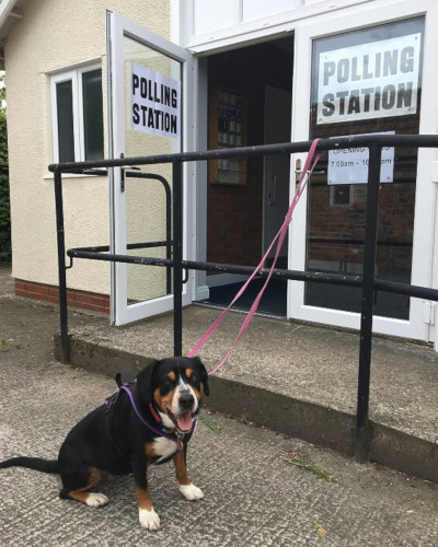 Alfie's Diary At The Polling Station