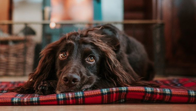 Spaniel in lockdown