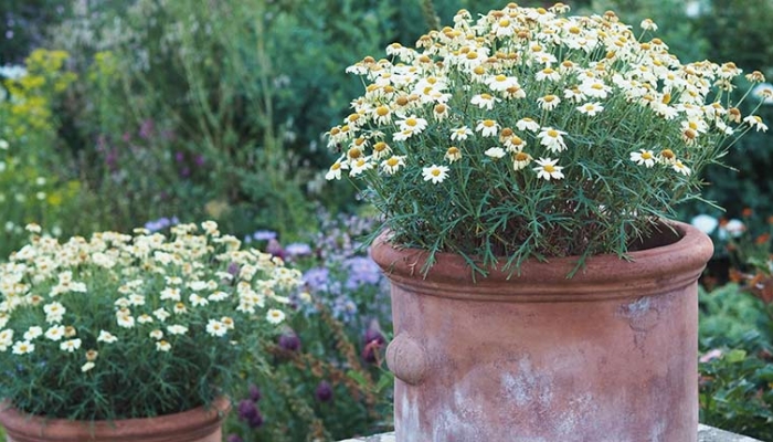 Daisy pots