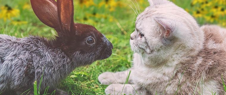 UK Pet Blog Ranking